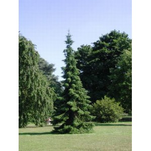 Picea omorika / Serbia kuusk